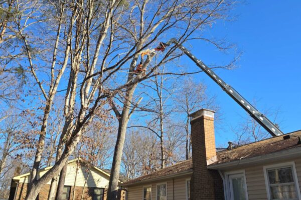 treePruning-02