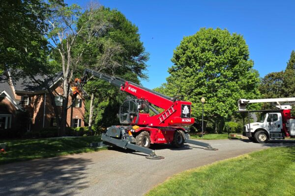 treeRemoval-15