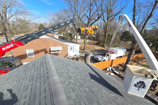 treeRemoval-16