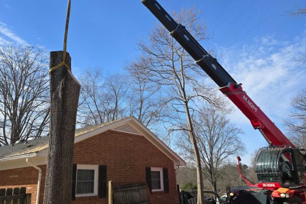 treeRemoval-17