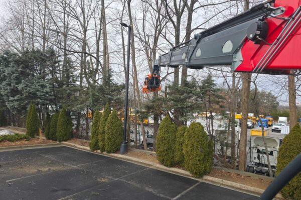 treeRemoval-18