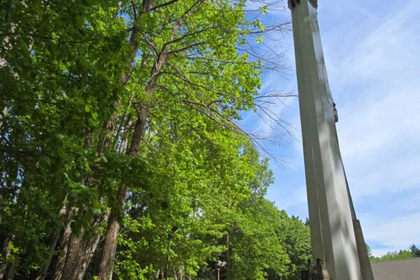 treeRemoval-21