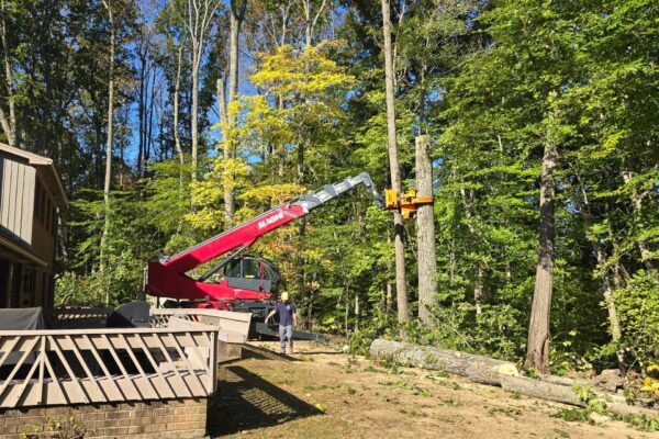 treeRemoval-23