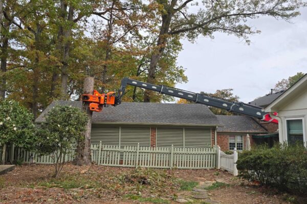 treeRemoval-24