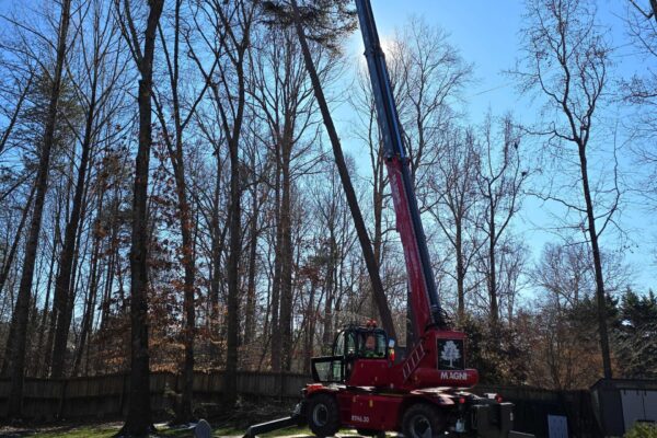 treeRemoval-25