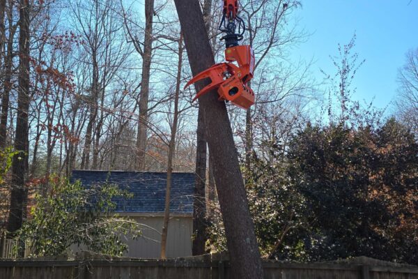 treeRemoval-27